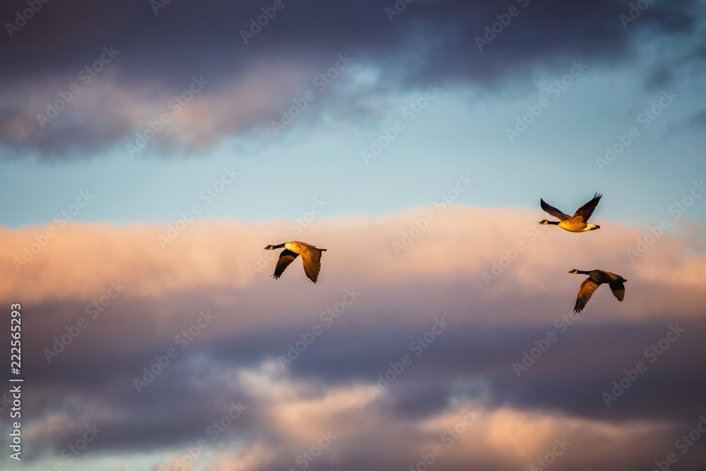 Obraz premium Canada Goose flying south for winter