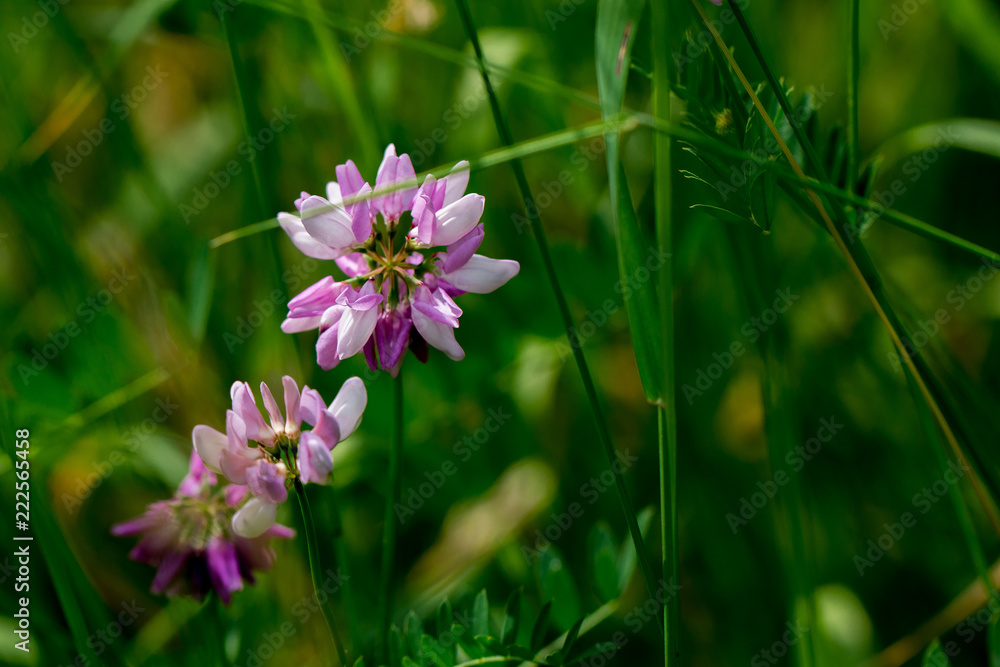 Pink field flower