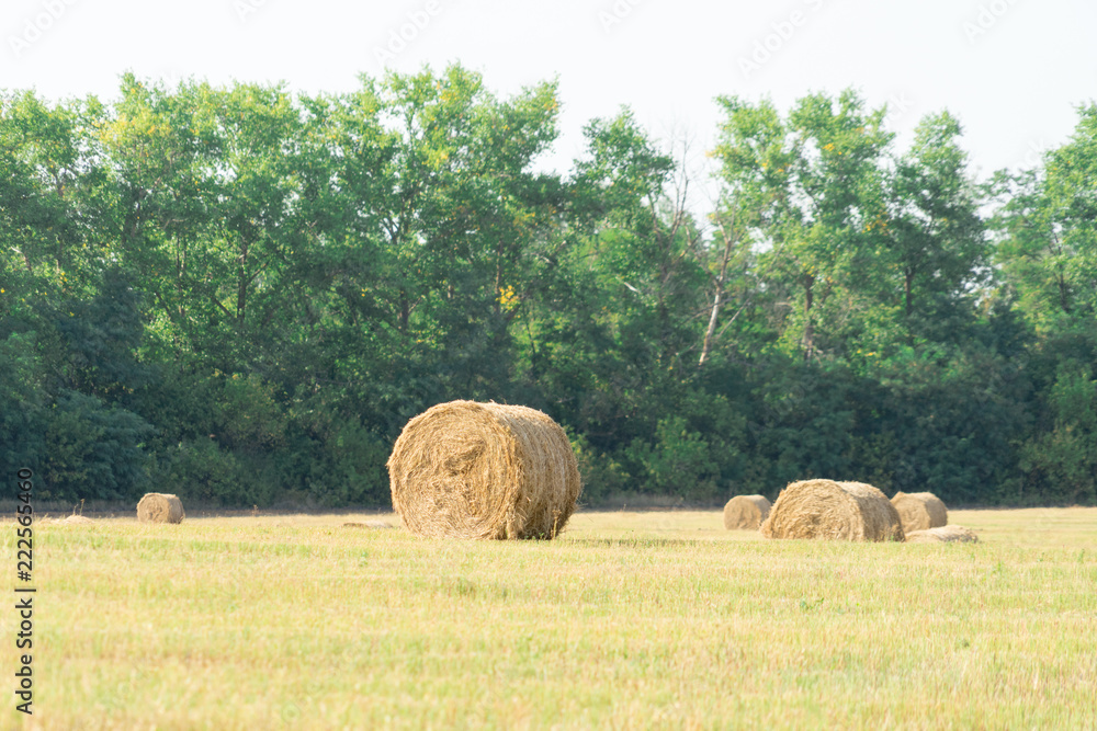 Bales of hay on the field. the hay harvest in the fall.