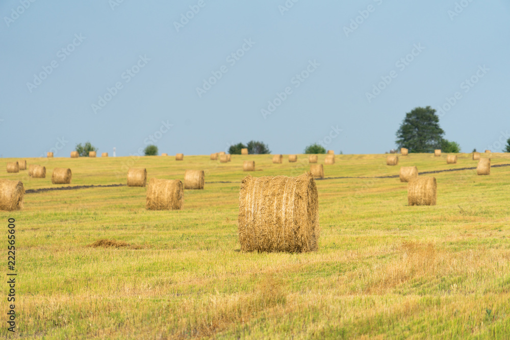 Bales of hay on the field. the hay harvest in the fall. Bales of hay on the field. the hay harvest in the fall.