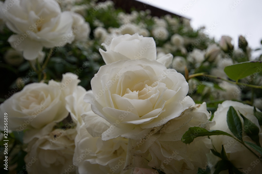 Obraz premium białe róże