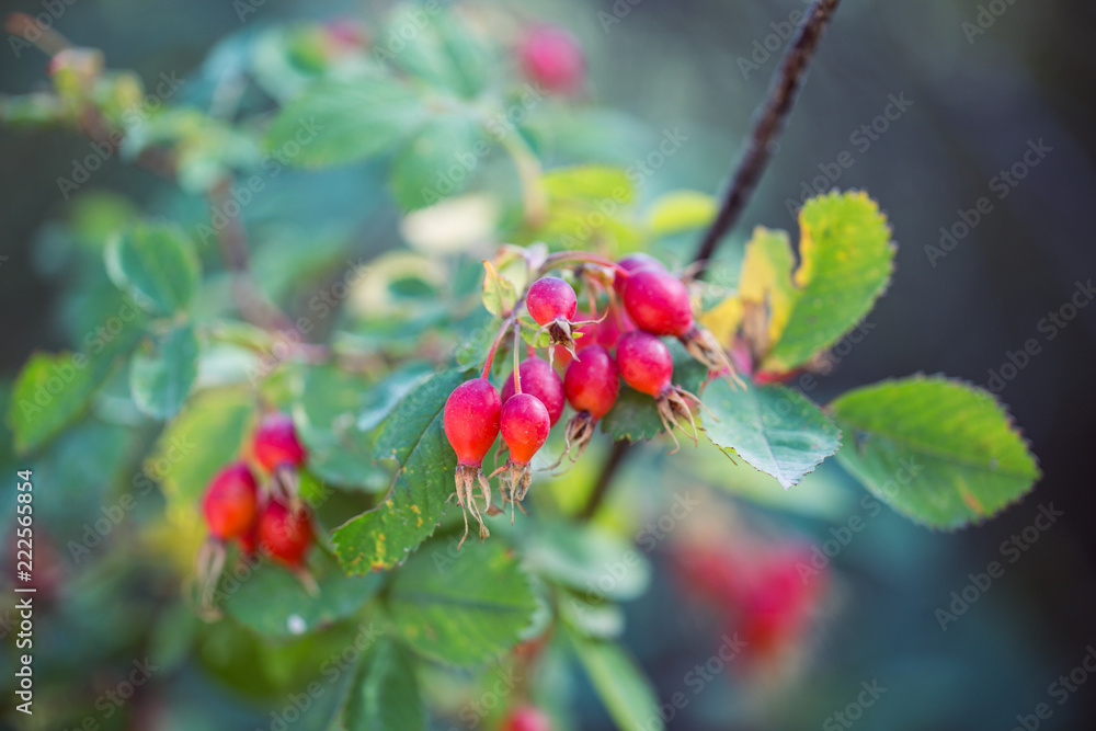 Rosehips Rosehips