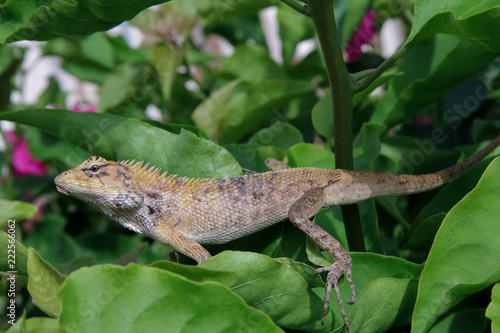 lizard