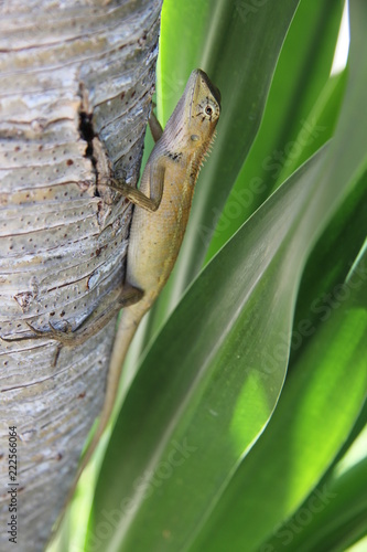 lizard
