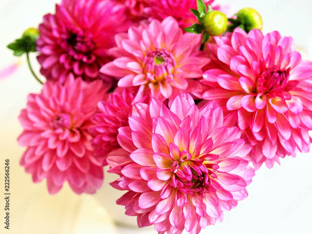 美しいピンクのダリアの花 白背景 Stock Photo Adobe Stock 美しいピンクのダリアの花 白背景 Stock Photo Adobe Stock