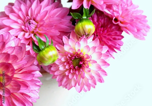 美しいピンクのダリアの花 白背景 Stock Photo Adobe Stock