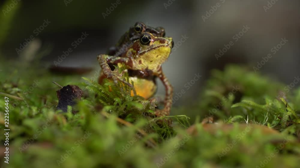 Pair of stubfoot toads (Atelopus sp.) in amplexus (mating). In its natural habitat, beside a stream in mossy humid montane rainforest in the Cordillera del Condor, southern Ecuador. Pair of stubfoot toads (Atelopus sp.) in amplexus (mating). In its natural habitat, beside a stream in mossy humid montane rainforest in the Cordillera del Condor, southern Ecuador.