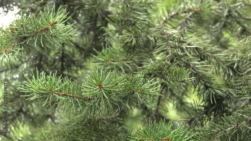 Young shoots of pine. Beautiful Christmas tree.Panning,Closeup, Young shoots of pine. Beautiful Christmas tree.Panning,Closeup,