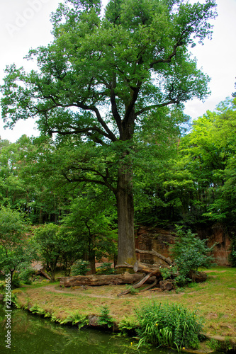 beautiful Sunny day in the rocky forest