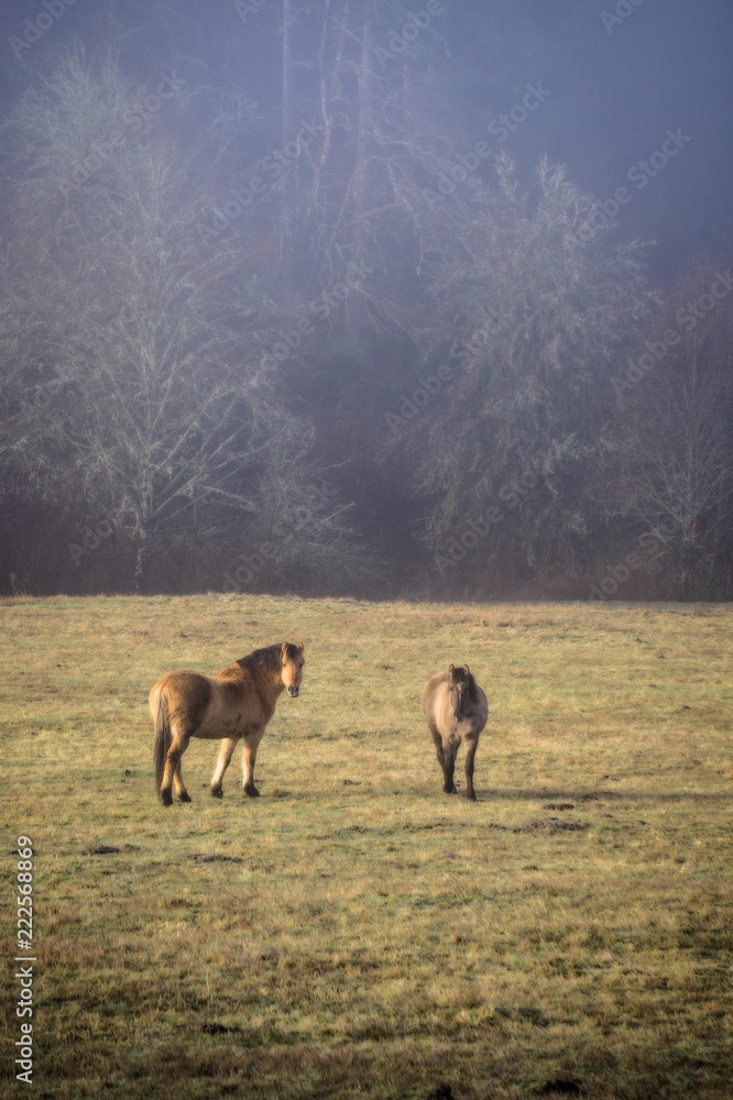 Two Horses Grazing in Oregon Two Horses Grazing in Oregon
