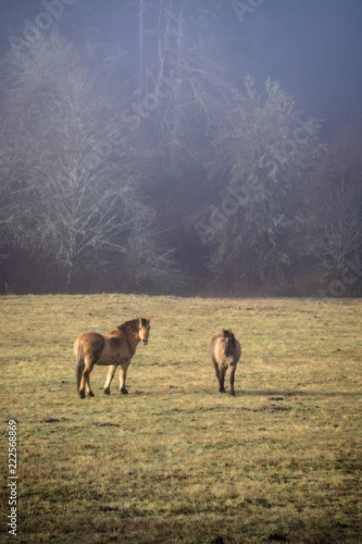 Two Horses Grazing in Oregon