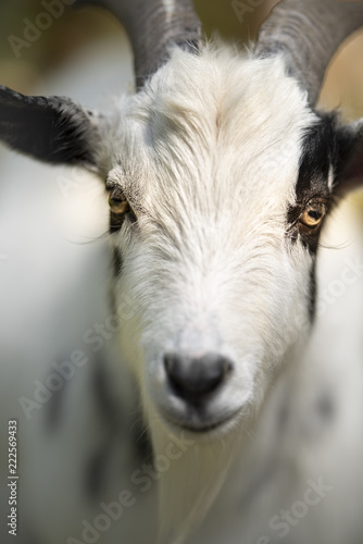 Farm animal goat eyes close up