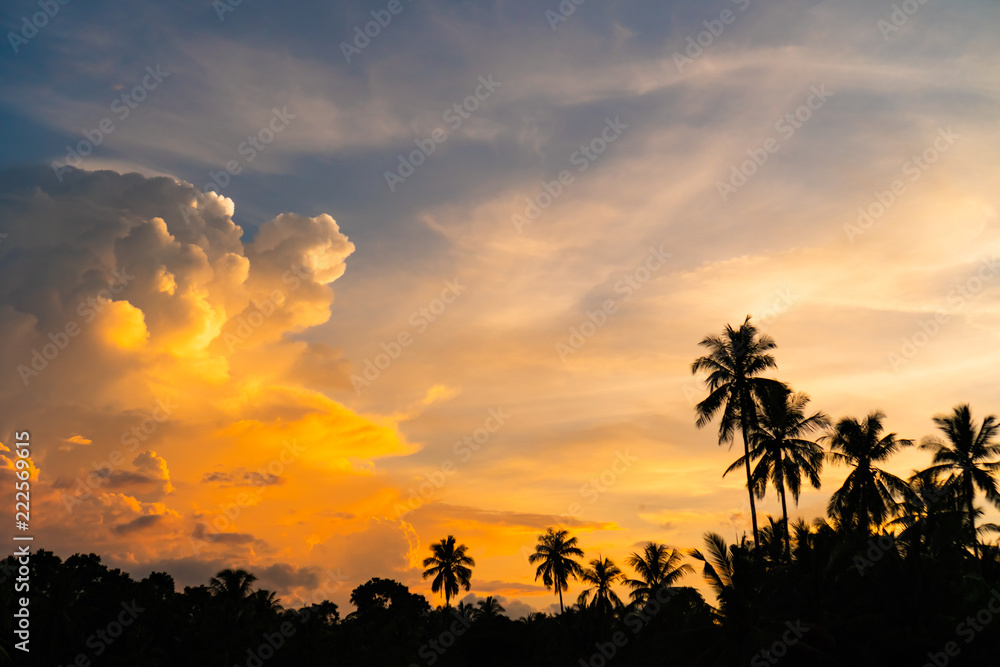 Obraz premium Tropikalni palmowi kokosowi drzewa na zmierzchu nieba natury tle.
