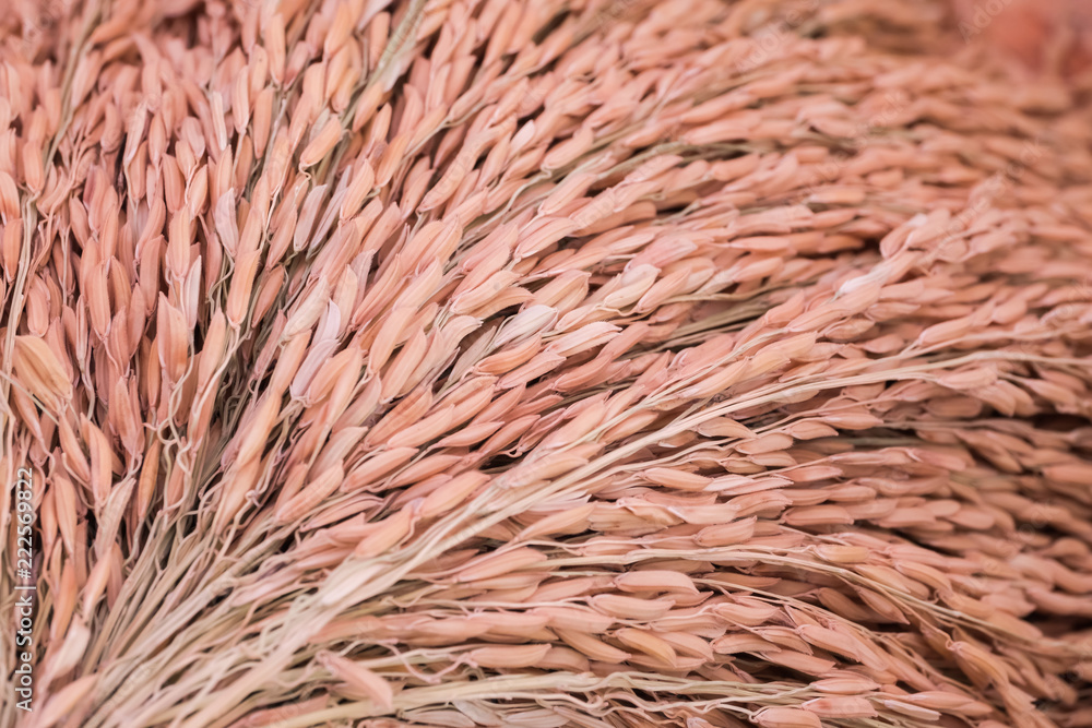 Paddy rice texture for background and wallpaper.