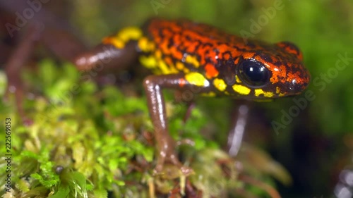 Rio Santiago Poison Frog (Excidobates captivus). A very rare frog restricted in distribution to a small area in the Cordillera del Condor, southern Ecuador. photo