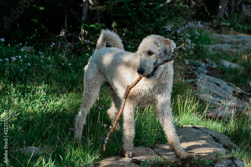 Dog Holding a Stick in its Mouth © Felicia