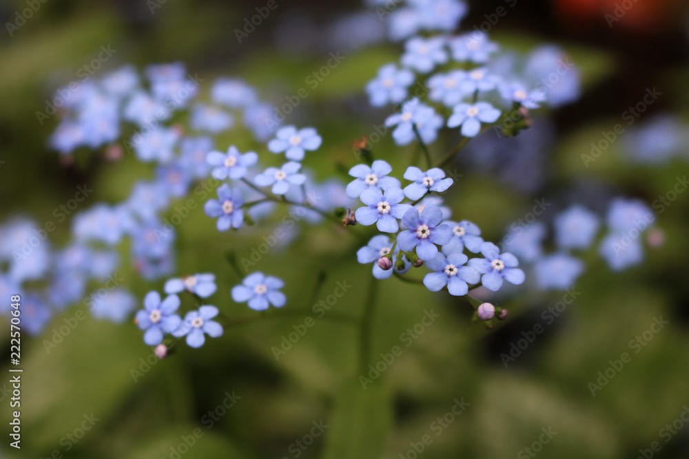 Tiny Blue Flowers Tiny Blue Flowers
