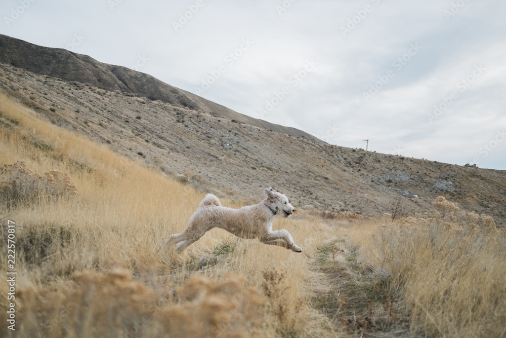 Naklejka premium Fluffy Happy Dog Running Through a Field