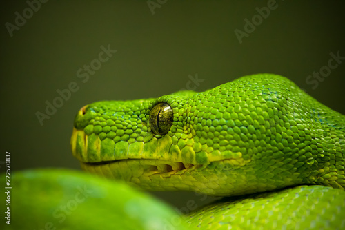 Green boa on a green background