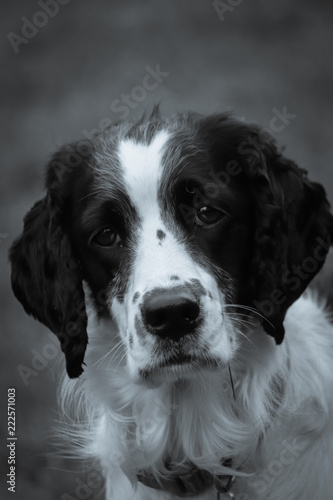 Portrait image of adorable springer spaniel dog with large floppy ears and blurred background © Nicholas
