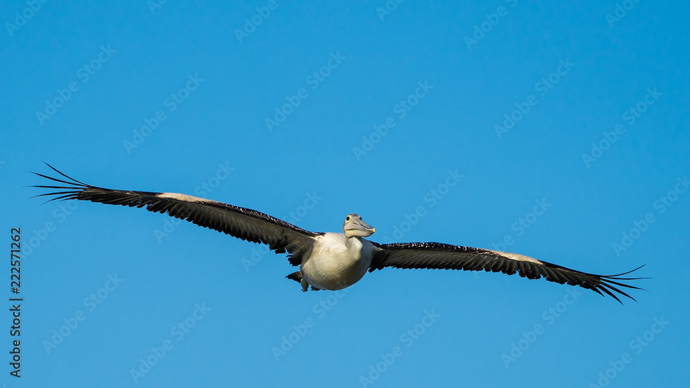 Australian pelican in flight with a bright blue sky Australian pelican in flight with a bright blue sky