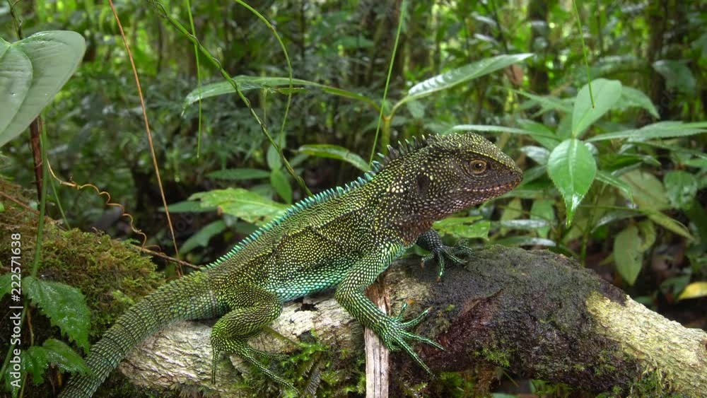 Red-throated wood lizard (Enyalioides rubrigularis). In its natural habitat, mossy humid montane rainforest in the Cordillera del Condor, southern Ecuador. Red-throated wood lizard (Enyalioides rubrigularis). In its natural habitat, mossy humid montane rainforest in the Cordillera del Condor, southern Ecuador.