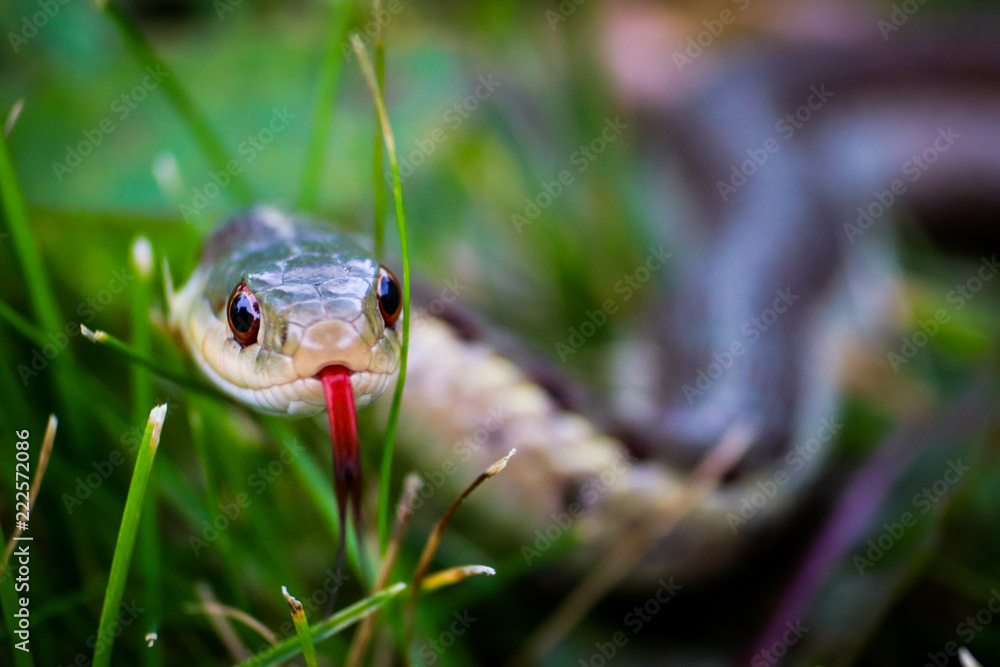 Close up view of garden snake slithering through lush green grass Close up view of garden snake slithering through lush green grass