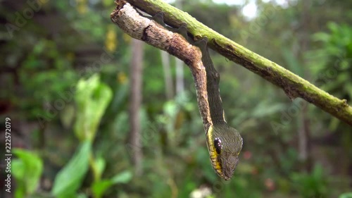 Snake-mimic caterpillar, Hemeroplanes triptolemus family Sphingidae. This caterpillar from the Ecuadorian Amazon protects itself from predators by mimicking a poisonous snake.