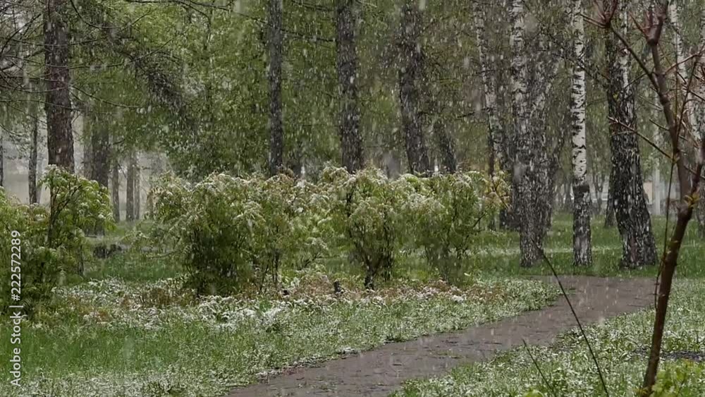 Abnormal weather. Falling snow in a park. Snow goes on a green trees in the spring. slow motion Abnormal weather. Falling snow in a park. Snow goes on a green trees in the spring. slow motion