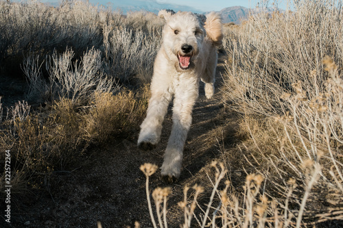Big Happy Fluffy Dog Running Through Sagebrush