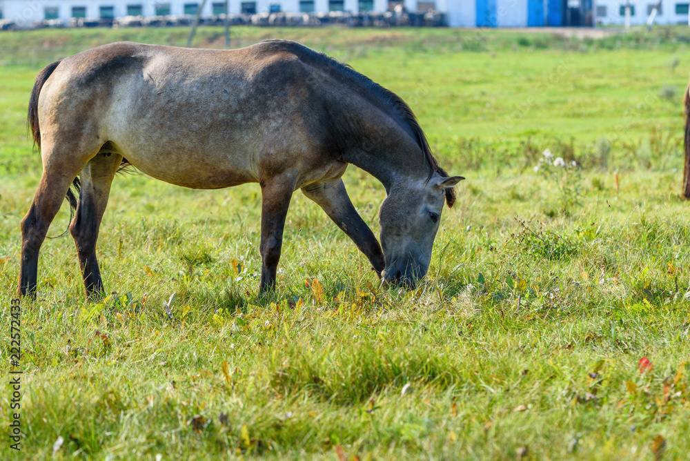portrait of a horse in a meadow portrait of a horse in a meadow