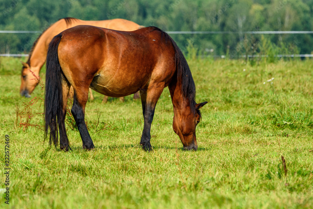 portrait of a horse in a meadow portrait of a horse in a meadow