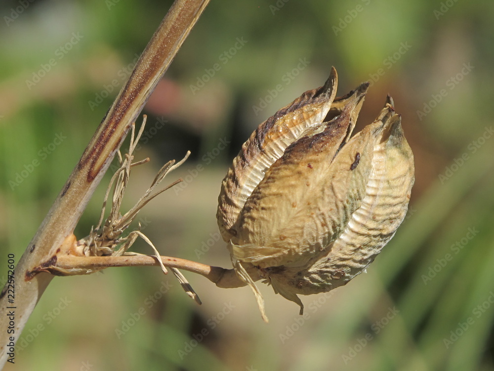 Obraz premium dead/dry flower bud