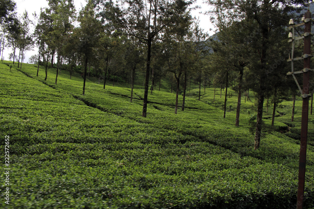 The green tea plantation along the way on the scenic train to Ella