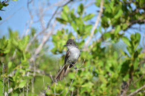 Ash-Throated Flycatcher Bird
