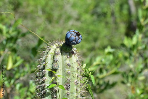 Blue Cactus Flower