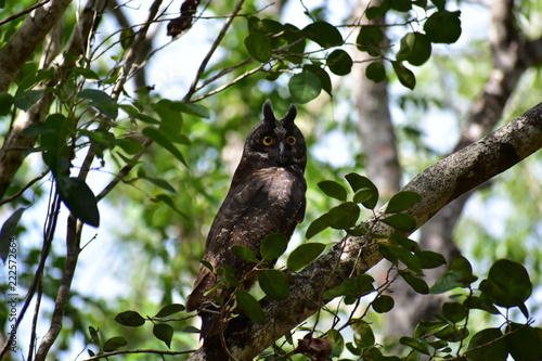 Long-Eared Owl