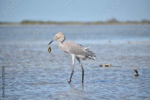 Gray Heron Egret