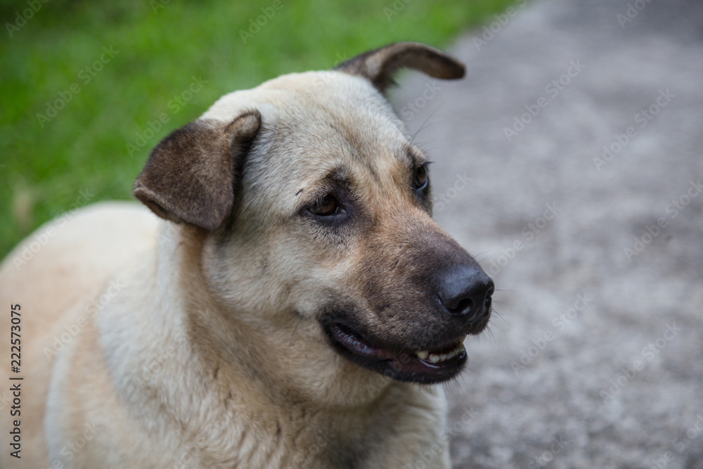 Close-up of dog with blur background Close-up of dog with blur background