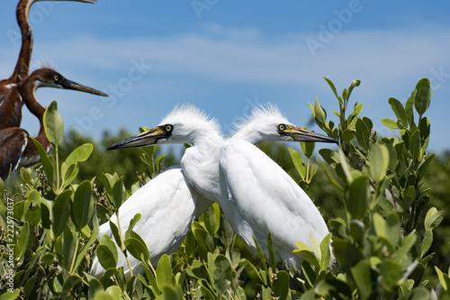 White Baby Heron Crossing