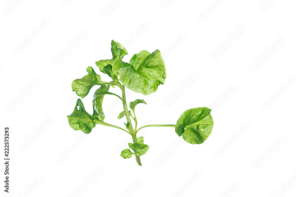 Fresh Watercress on white background Fresh Watercress on white background