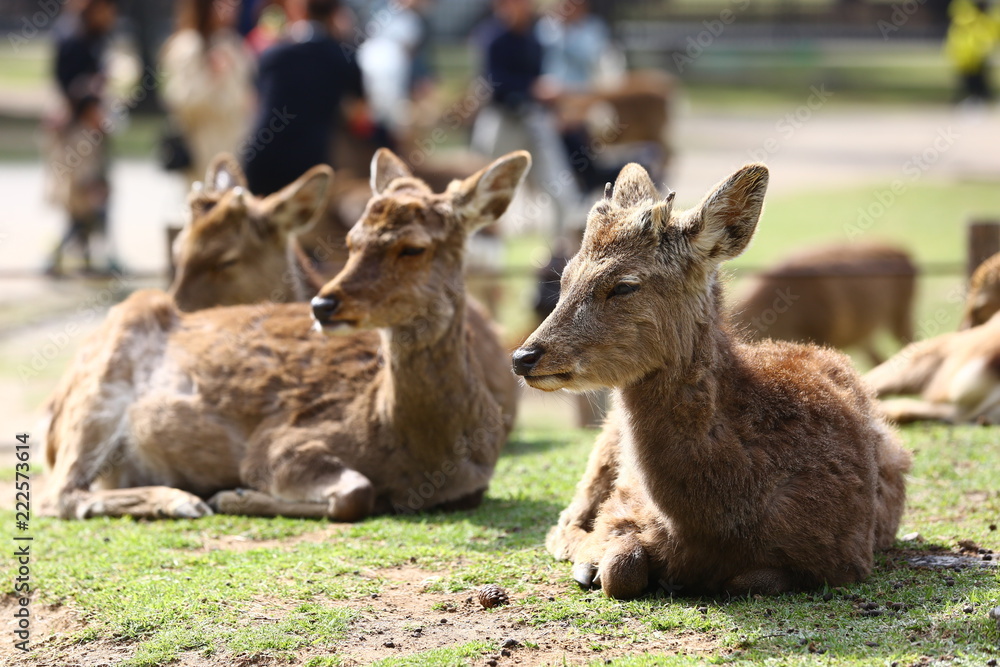 Deer in Nara Deer Park 
