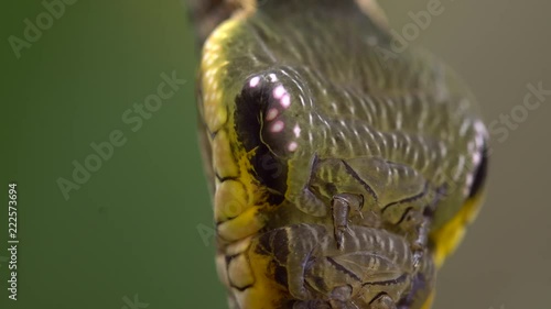Snake-mimic caterpillar, Hemeroplanes triptolemus family Sphingidae. This caterpillar from the Ecuadorian Amazon protects itself from predators by mimicking a poisonous snake.
