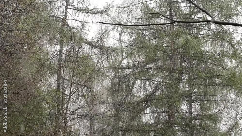 Abnormal weather. Snow goes on a green trees in the spring. slow motion Abnormal weather. Snow goes on a green trees in the spring. slow motion
