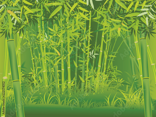 Bamboo forest scene