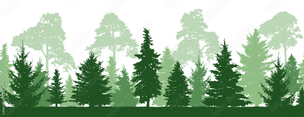 Fototapeta premium Seamless pattern of forest (firs, pines trees), silhouette. Vector