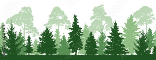 Seamless pattern of forest (firs, pines trees), silhouette. Vector © nosyrevy