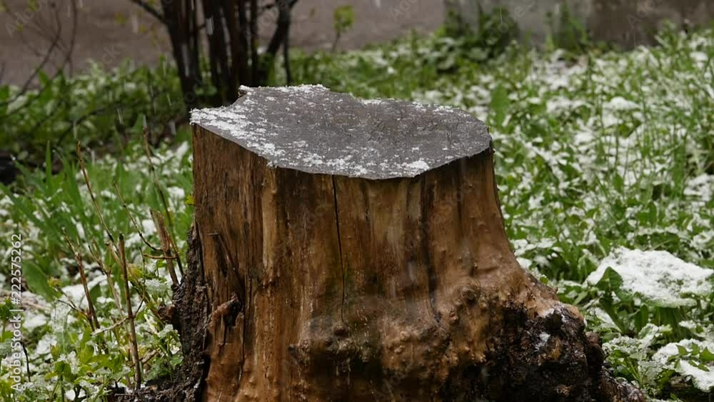 snow falls on the wooden stump and green grass around. slow motion snow falls on the wooden stump and green grass around. slow motion
