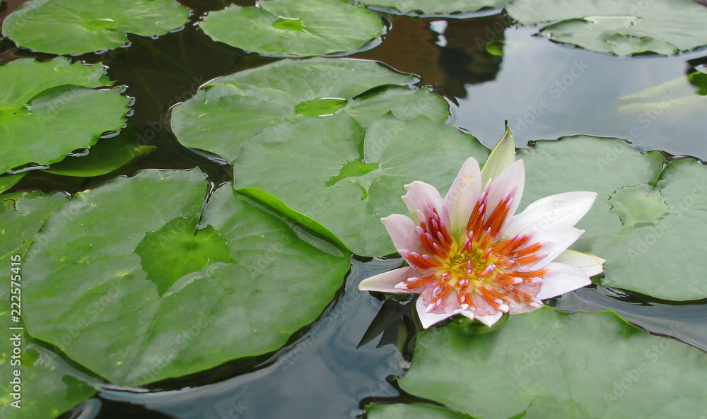 Pink lotus blossoms or water lily flowers blooming on pond Pink lotus blossoms or water lily flowers blooming on pond