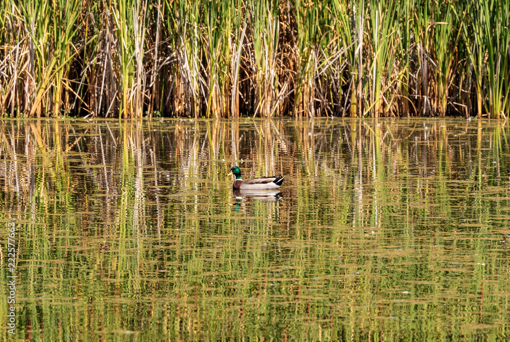 Single duck on a highly reflective pond of water reeds giving it a a abstract texture